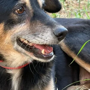 A Black and Brown Indie Dog Missing from Northern Access Road, Delhi Airport-2