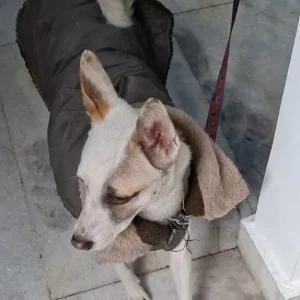 A White-Brown Mix Indie Dog Found from Old Rajinder Nagar