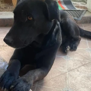 A Black Labrador Dog Found from Horamavu Agara