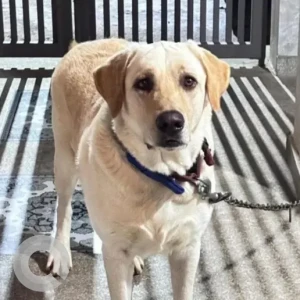 A White Labrador Dog Missing from Srinagar