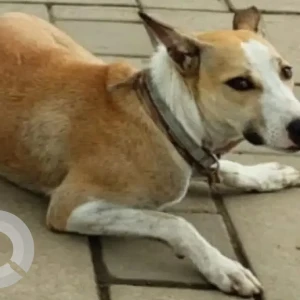 A White-Brown Mix Indie Dog Missing from Mumbai