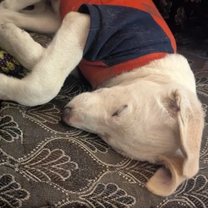 A White Indie Dog Found from Gurugram