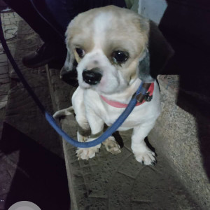 A White-Brown Mix Lasha Apsho Dog Found from Katraj, Pune-2