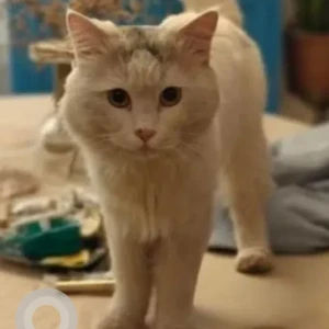 A White Persian Cat Found from Unishire Terraza, Thanisandra