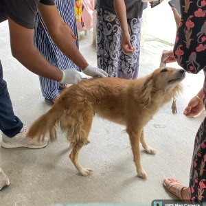 Rabies vaccination-72