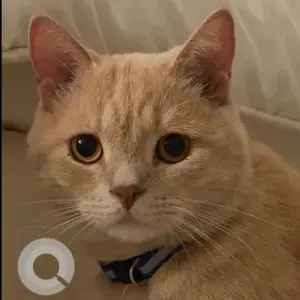 A Orange Scottish Fold Cat Missing from Ajman AlRegayeb
