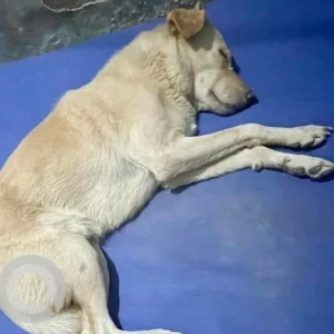 A White Indie Dog Missing from Ozari, Panaji