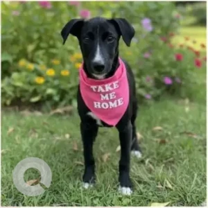 Female Indie Dog Adoption for Adoption in Gurgaon