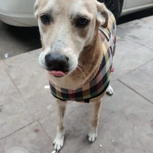 A White Indie Dog Missing from Raigar Pura, khalsa