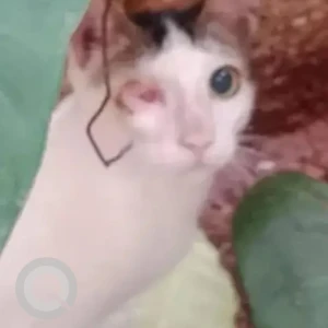 A White and Grey Indie Cat Missing from Prabhadevi, Mumbai