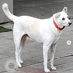 A White Indie Dog Missing from Basaveshwar Nagar, Bengaluru