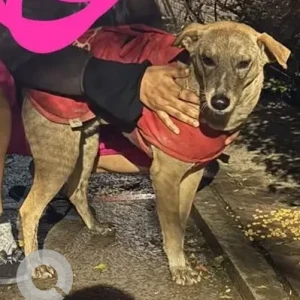 A White-Brown Mix Indie Dog Found from S-487, Greater Kailash 2