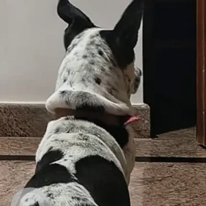 A Black and White Indie Dog Missing from Bhuvaneshwari Layout, Munnekolla-3