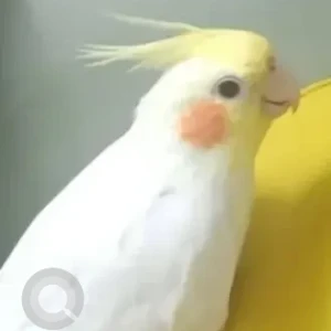 A White Cockatiel bird Bird Missing from Skywalk Apartment, Manjunath Nagar