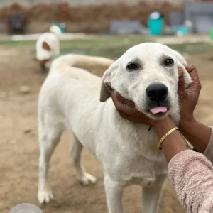 A White Labrador mix Dog Found from C-9, Vasant Kunj-2