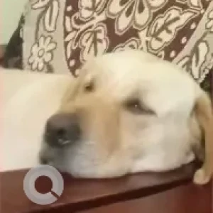 A White Labrador Dog Missing from Kumbar Koppalu