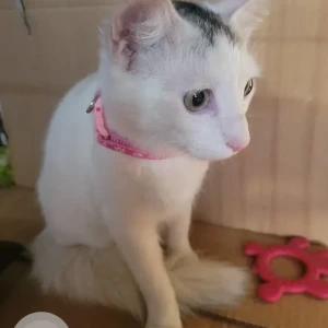 A White Indie Cat Found from Benson Town