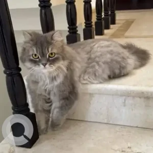 A Grey-White Mix Persian Cat Missing from Jyothi woods, Aecs layout-2