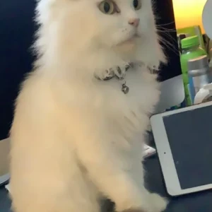 A White Persian Cat Missing from Al JadaSharjah-3
