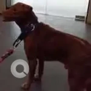 A Brown Indie Dog Missing from Malad West, Mumbai-3