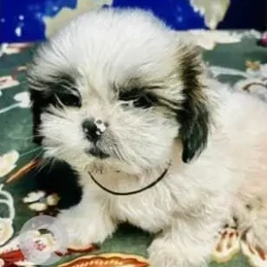 A White Shih Tzu Dog Missing from Madangir H1st Mother dairy
