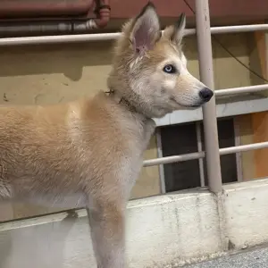 A White-Brown Mix Husky Dog Found from Mysore road