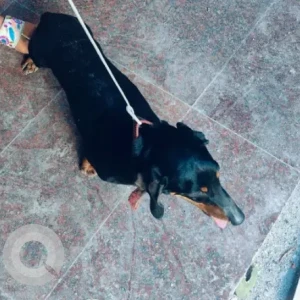 A Black and Brown Dachshund Dog Found from Malleshwaram