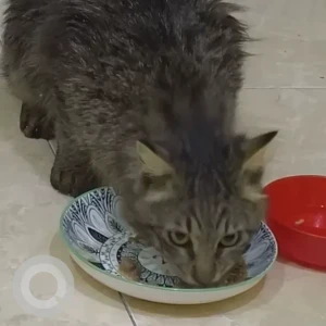 A Grey Domestic Shorthair Cat Found from MBZ Zone 31