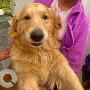 A Brown Golden Retriever Dog Missing from HUDA sector 23 market