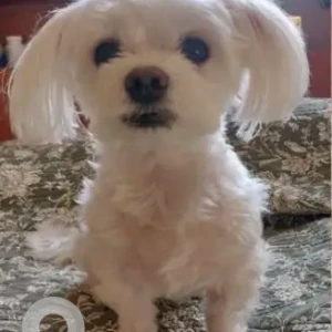 A White Shih Tzu Dog Missing from Mushrif Area, Embassy Area