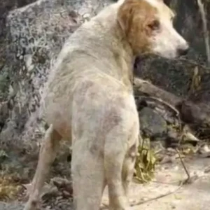 A White-Brown Mix Indie Dog Missing from Kolathur