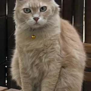 A Light Brown Domestic Longhair Cat Missing from Waheda or Al Muhaisnah 4