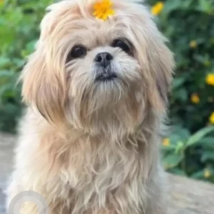 A White-Brown Mix Lasha Apsho Dog Missing from Higher Secondary School Chimpu