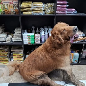 A Brown Golden Retriever Dog Found from Raj Nagar, Ghaziabad