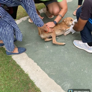 Rabies vaccination-71