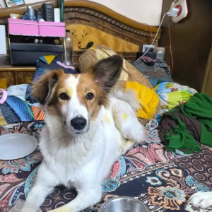 A White-Brown Mix Indie Dog Missing from Model town