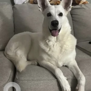 A White German Shepherd Dog Found from area of Woodridge Rd & Kyah’s Way, East Sandwich