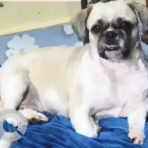 A White-Brown Mix Shih Tzu Dog Missing from Benson Town, Bengaluru