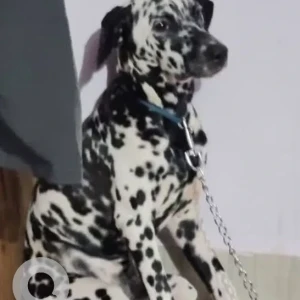 A Black and White Dalmatian Dog Missing from Arambol, Girkarwada-2