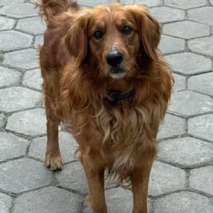 A Golden Golden Retriever Dog Found from Banasthali Saibaba marg