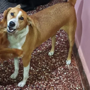 A White-Brown Mix Indie Dog Missing from Porvorim