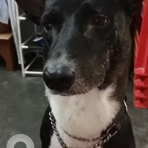 A Black and White Indie Dog Missing from Mohanpur Malipara