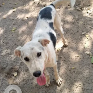 A Black and White Indie Dog Found from Telecom layout, Jakkur