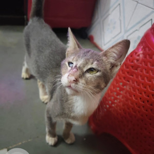 A White and Grey Indie Cat Found from Jogeshwari West, Mumbai-2