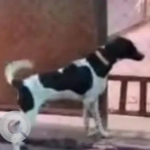 A Black and White Indie Dog Missing from Manjari Budruk, Pune-3