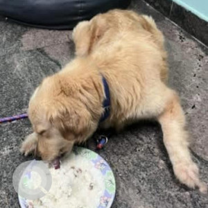 A White-Brown Mix Golden Retriever Dog Found from Kadugondanahalli, Bengaluru-2