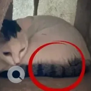 A Grey-White Mix Calico Cat Missing from Spring Playschool, Akshay Nagar-2