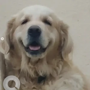 A White Golden Retriever Dog Missing from JP Nagar, Puttenahalli Circle-2