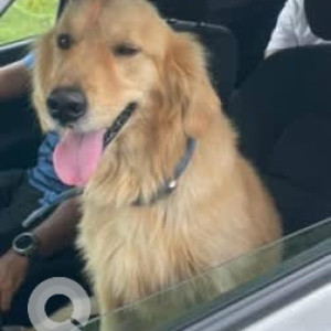 A Brown Golden Retriever Dog Found from Timmasandra-2