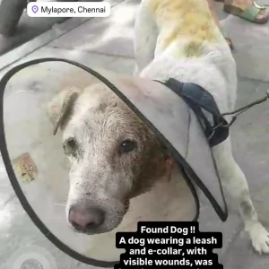 A White Indie Dog Found from Chennai